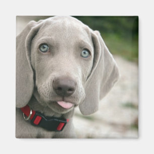 Funny Dog Sticking Tongue Out Photo Magnet