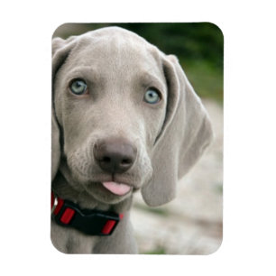Funny Dog Sticking Tongue Out Photo Magnet