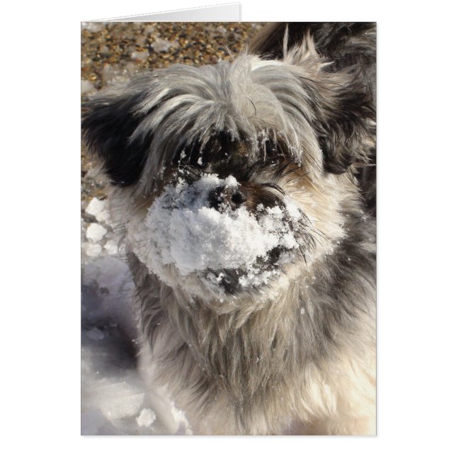 Funny Dog with Snow on Nose (Front)