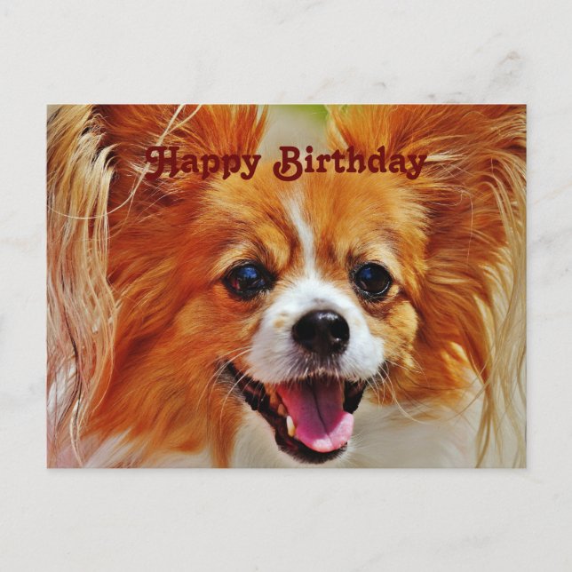 Funny Dogs Happy Birthday Postcard (Front)