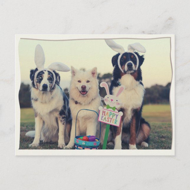 Funny Dogs Happy Easter Postcard (Front)