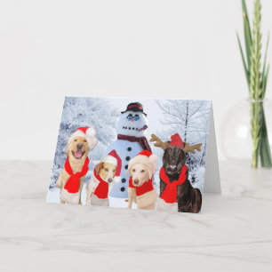 Funny Dogs Season's Greetings Holiday Card