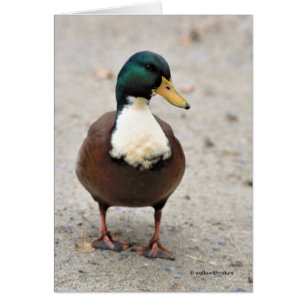 Funny Domestic Mallard Duclair Bibbed Odd Duck