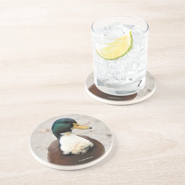 Funny Domestic Mallard Duclair Bibbed Odd Duck Coaster (Side)