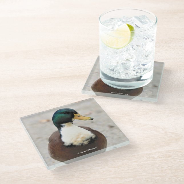 Funny Domestic Mallard Duclair Bibbed Odd Duck Glass Coaster (Angled)