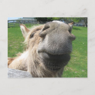 Funny Donkey Close Up Postcard