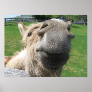 Funny Donkey Close Up Poster
