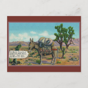 Funny Donkey in Desert Arizona Postcard
