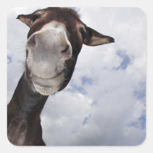 funny donkey square sticker