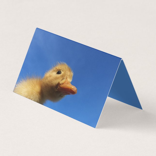 funny duck in blue card (Front)
