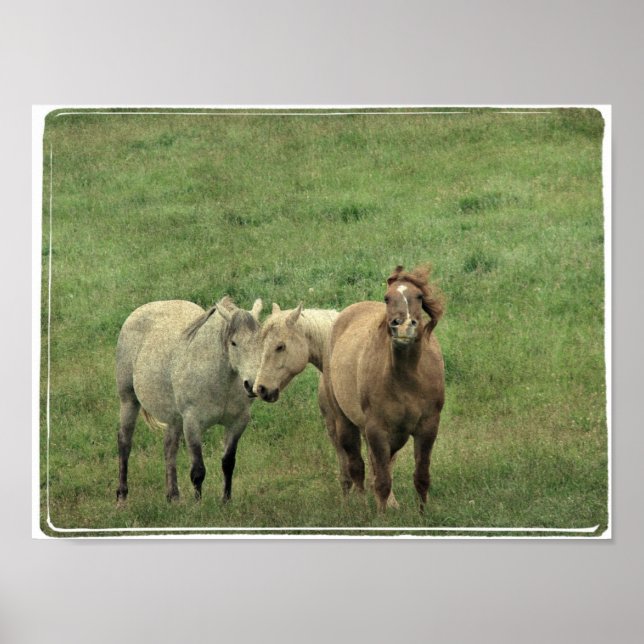 Funny Equines Poster (Front)