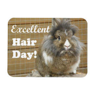 Funny "Excellent Hair Day" for Rabbit Magnet