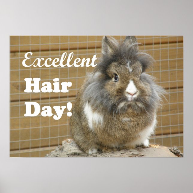 Funny "Excellent Hair Day" for Rabbit Poster (Front)