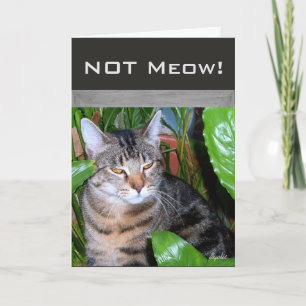 Funny Expression " Not Meow" Cat Note Card