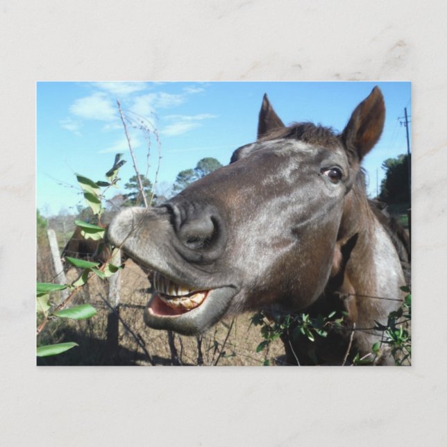 Funny Face brown horse Postcard (Front)