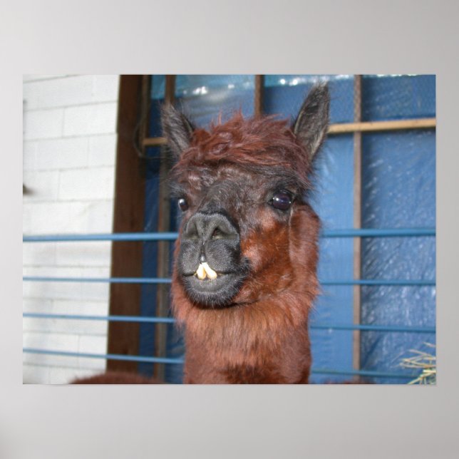 Funny Face Llama Poster (Front)