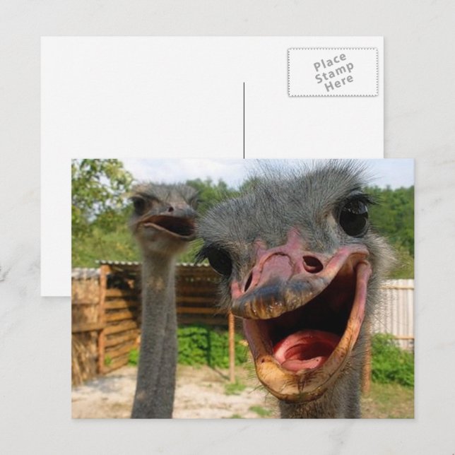 Funny Face Ostrich Couple Photo Postcard (Front/Back)