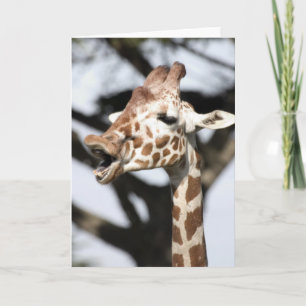 Funny faced reticulated giraffe, San Francisco Card