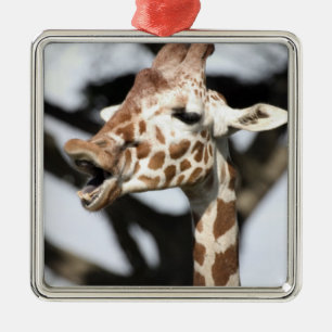 Funny faced reticulated giraffe, San Francisco Metal Tree Decoration