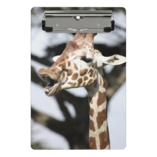 Funny faced reticulated giraffe, San Francisco Mini Clipboard
