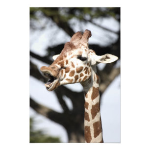 Funny faced reticulated giraffe, San Francisco Photo Print