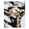 Funny faced reticulated giraffe, San Francisco