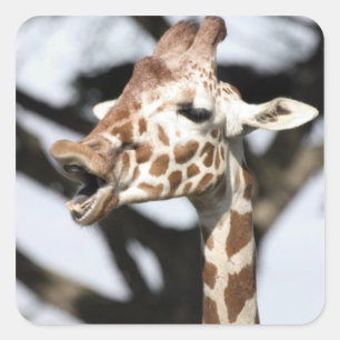 Funny faced reticulated giraffe, San Francisco Square Sticker