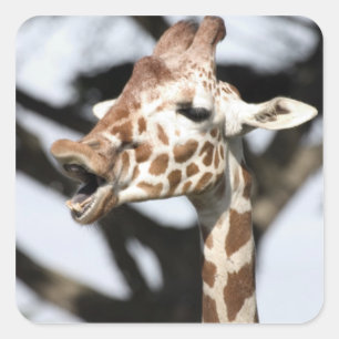 Funny faced reticulated giraffe, San Francisco Square Sticker