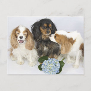 Funny Faces Cavalier King Charles Spaniels Postcard