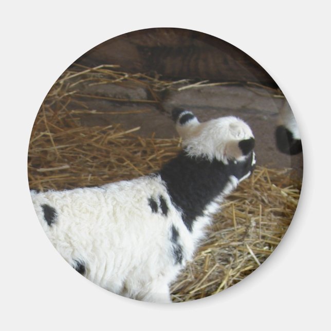 Funny Face's Lamb Magnet (Front)