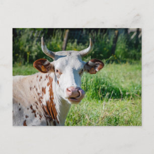 Funny Farm Animal - Cow Humour - Cows Tongue Postcard