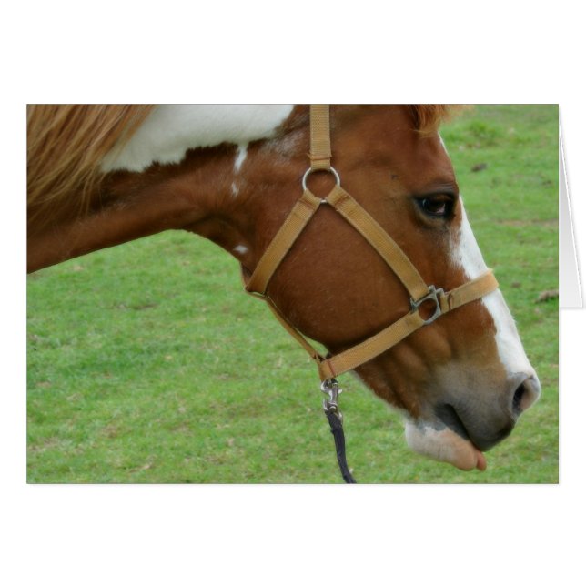 Funny Flashy Horse (Front Horizontal)