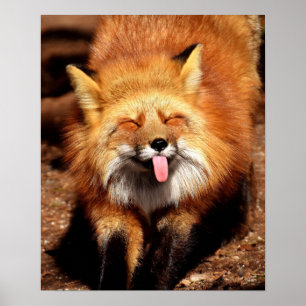 Funny Fox Sticking It's Tongue Out Poster