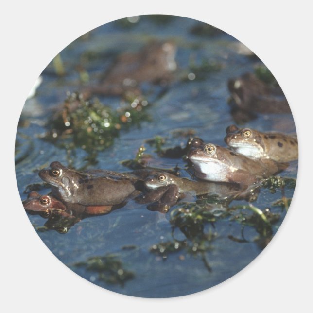 Funny frogs classic round sticker (Front)