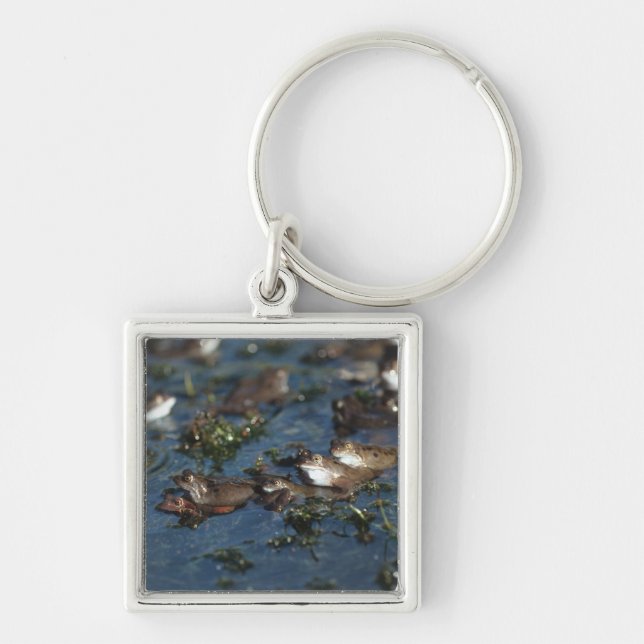Funny frogs key ring (Front)