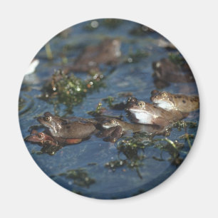 Funny frogs magnet