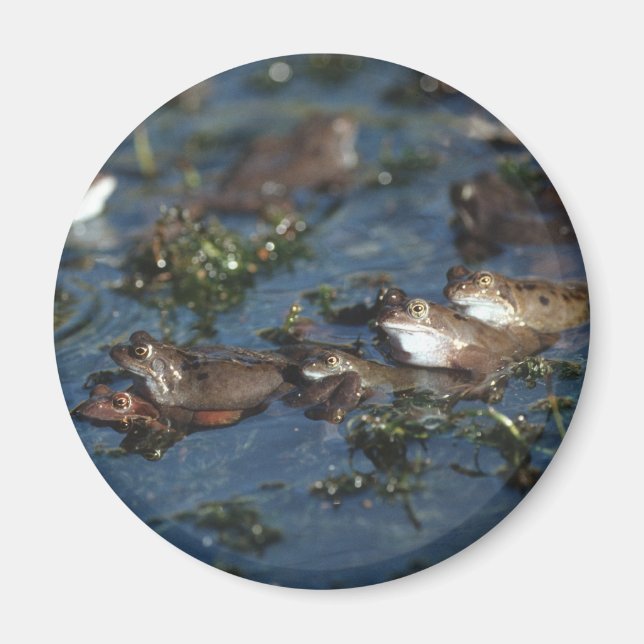 Funny frogs magnet (Front)