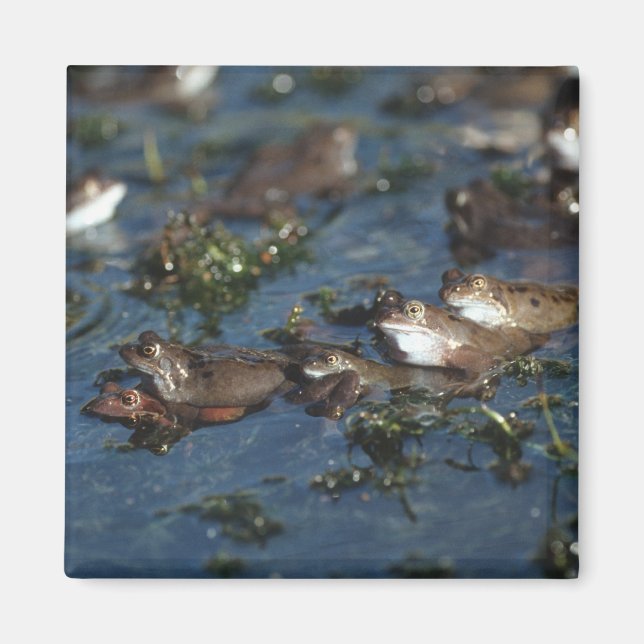 Funny frogs magnet (Front)