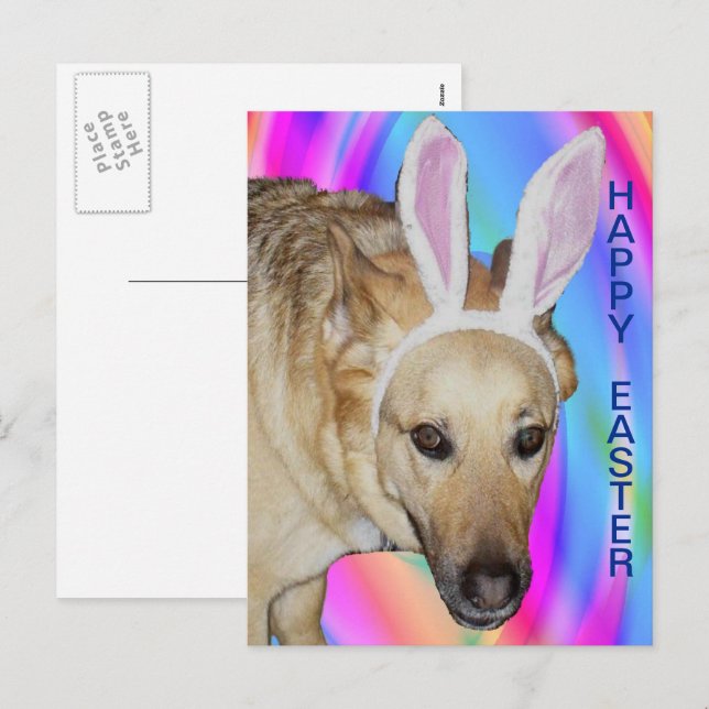 Funny German Shepherd Dog & Easter Bunny Ears Holiday Postcard (Front/Back)