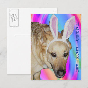 Funny German Shepherd Dog & Easter Bunny Ears Holiday Postcard