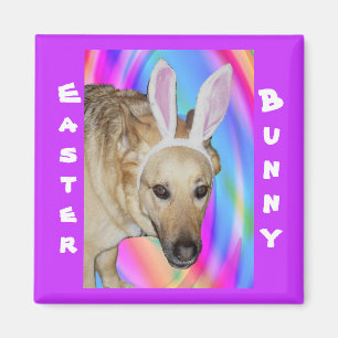 Funny German Shepherd Dog & Easter Bunny Ears Magnet