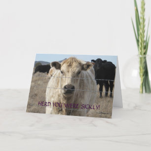 Funny Get Well - Cute White Cow - Ranch or Farm Card