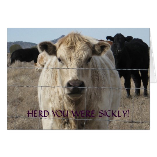 Funny Get Well - Cute White Cow - Ranch or Farm Card
