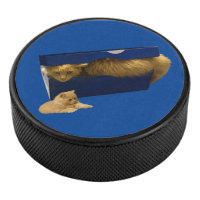 Funny Ginger Cat In A Shoe Box, Hockey Puck