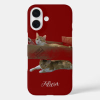 Funny Ginger Cats , Customisable Image And Photo