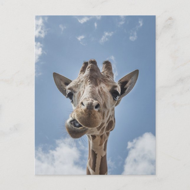 Funny Giraffe Face Close Up Photography Postcard (Front)