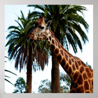 Funny Giraffe Giving A Raspberry,