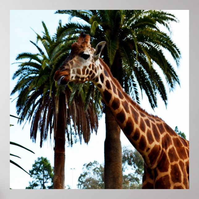 Funny Giraffe Giving A Raspberry, Poster (Front)