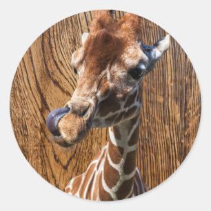 Funny giraffe on wood background classic round sticker