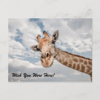 Funny Giraffe Postcard